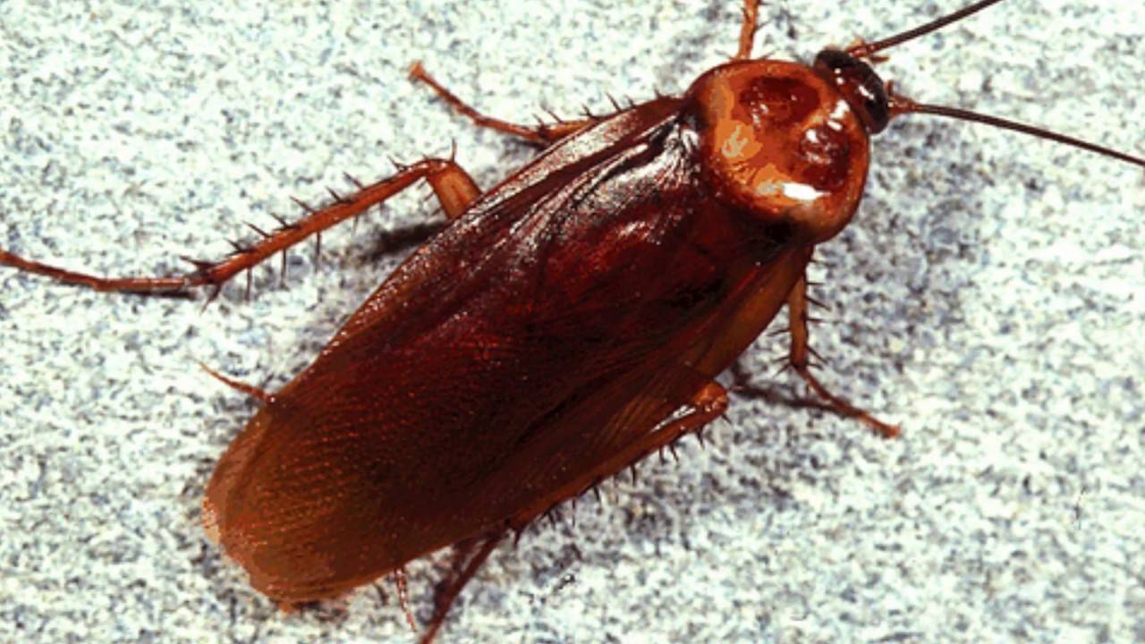 Почему тараканов называют стисиками – 4 причины появления прозвища