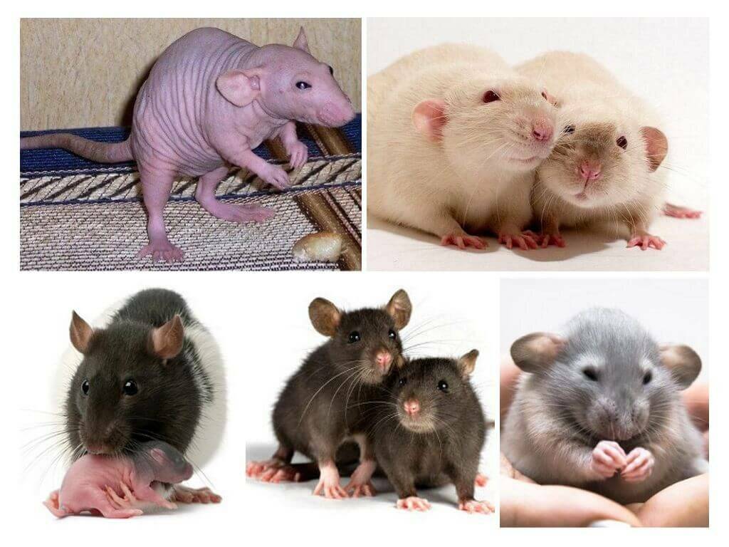 Как выглядит крыса, сколько лет живёт и чем питается?