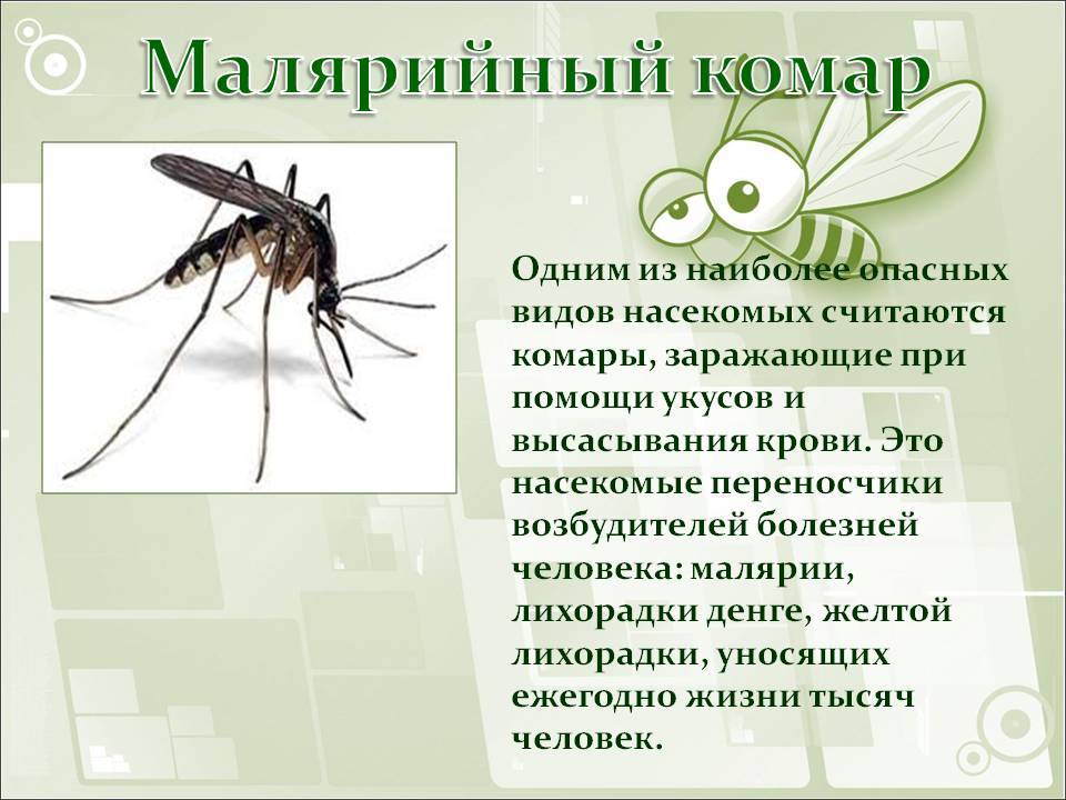 Отличие комара от москита