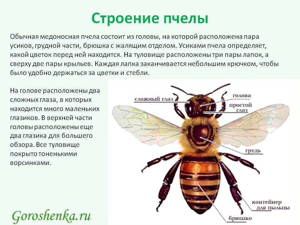 Медоносная пчела: вид, строение и зрение