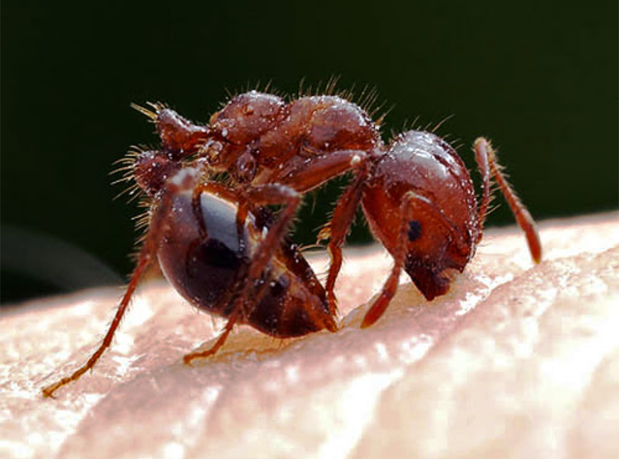 Укусы муравьев: первая помощь, лечение и последствия для человека