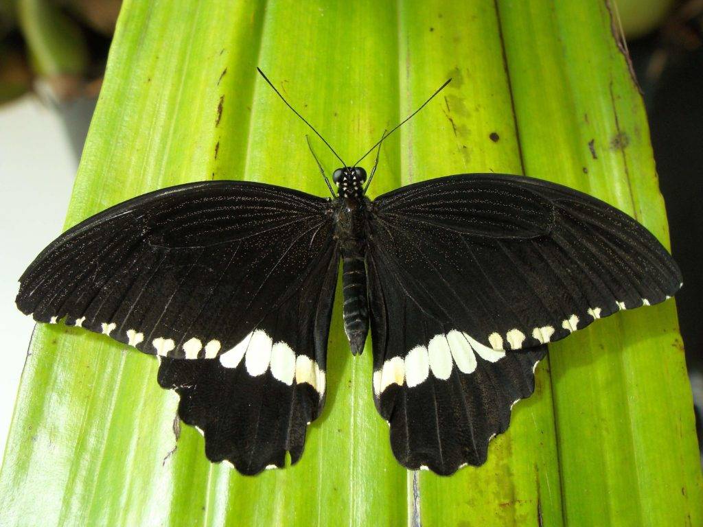 Бабочка парусник, описание, характеристика видов