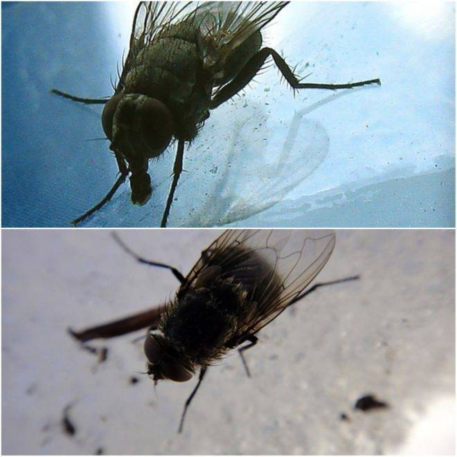 Почему в квартире появляются мухи и что с этим делать. откуда в квартире появляются мухи