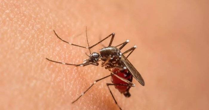 Почему комары кусают одних людей больше чем других