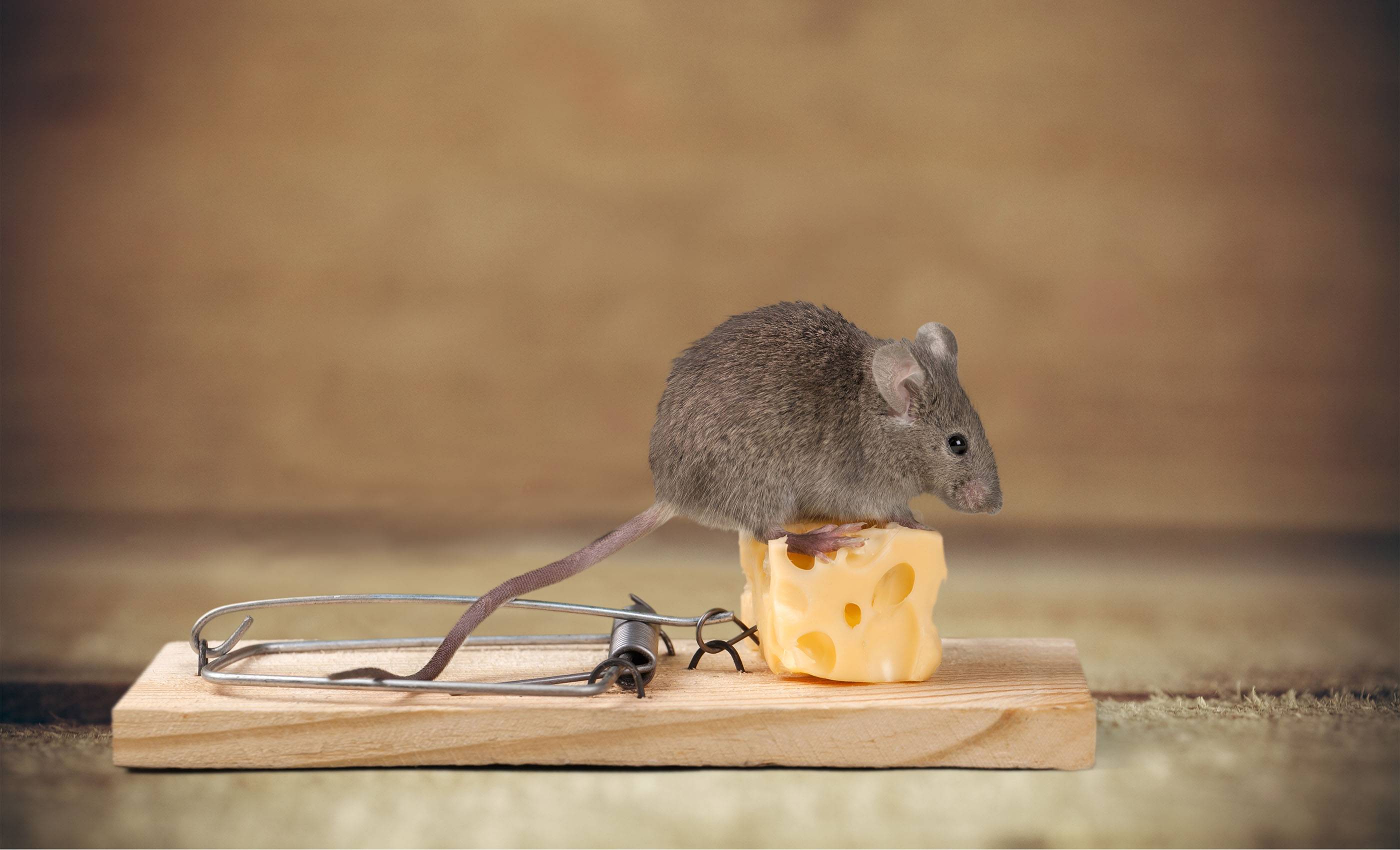 Правда ли что мыши не любят сыр. отношение мышей к сыру. что мыши едят в домашних условиях и природе