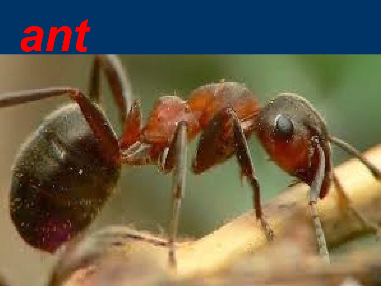 Народные поверья и современные сонники расскажут, к чему снятся муравьи