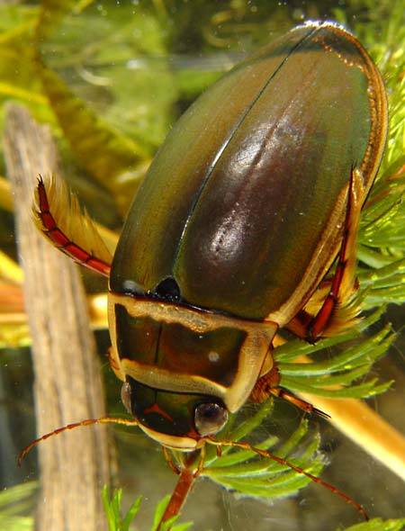 Содержание жука плавунца в домашних условиях: советы по обустройству аквариума и кормлению