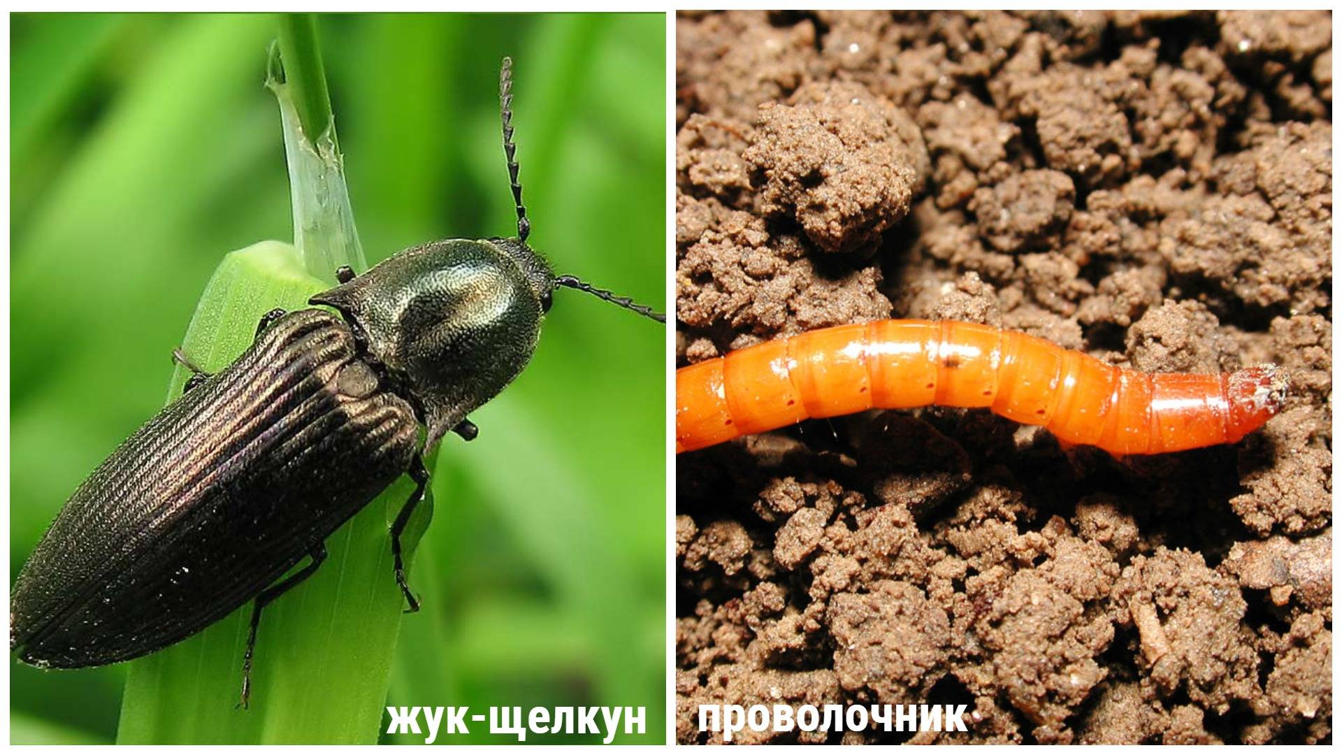 Жук щелкун: как выглядит на фото и меры борьбы с насекомым