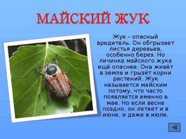 Чем питаются жуки майские и их личинки?