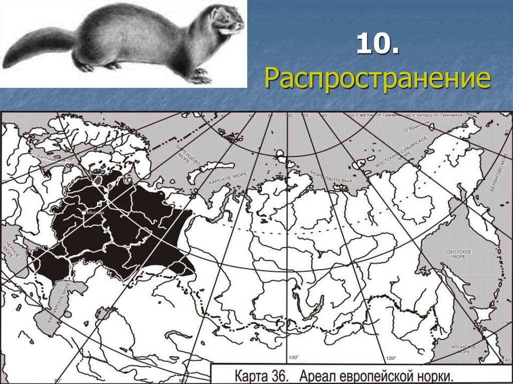 Ареал обитания соловьев в россии карта