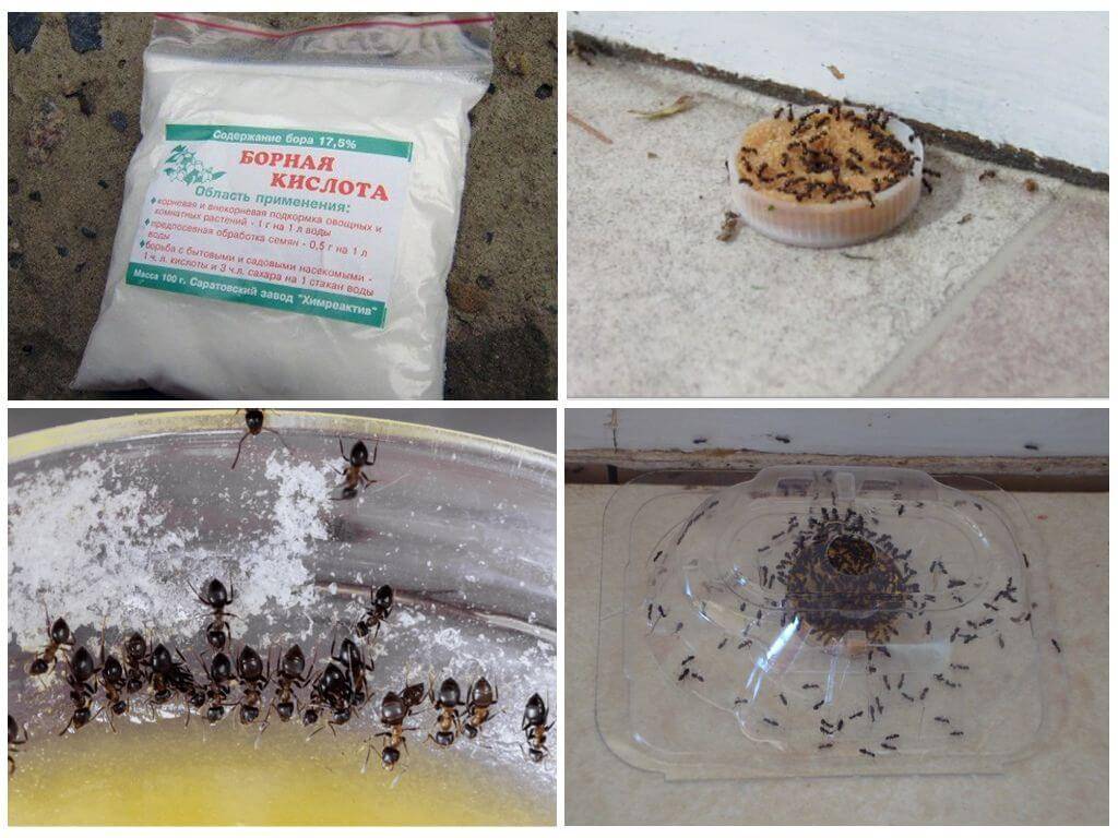 Борная кислота от муравьев в квартире: все рецепты