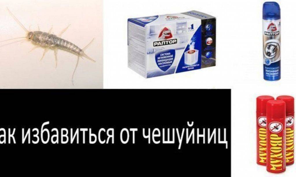 Мокрицы в ванной: как избавиться, причины появления, средства уничтожения
