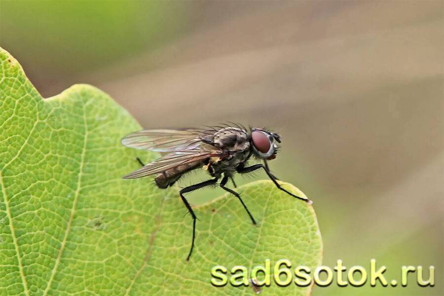 Вишневая муха — методы борьбы, чем обработать вишню и черешню в качестве профилактики, как она выглядит, фото