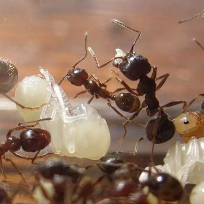 Messor structor (муравей-жнец) | клуб любителей муравьев