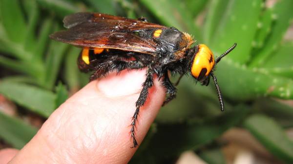 Как выглядят личинки осы и как их уничтожить?