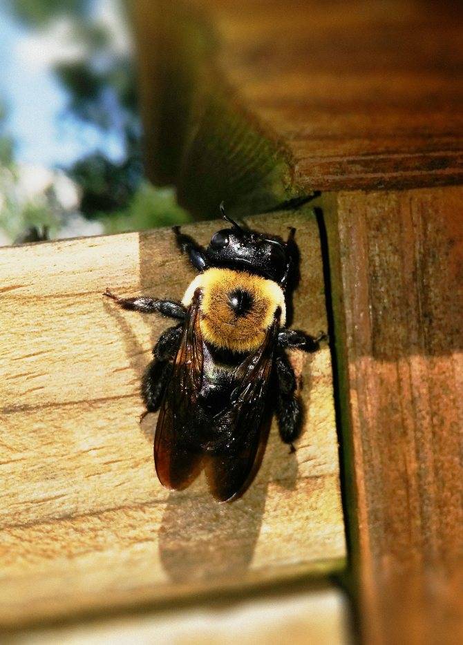 Пчела плотник (обыкновенная древесная) фото и описание укус как избавиться методы борьбы