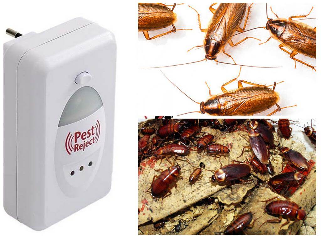 Как можно убить тараканов