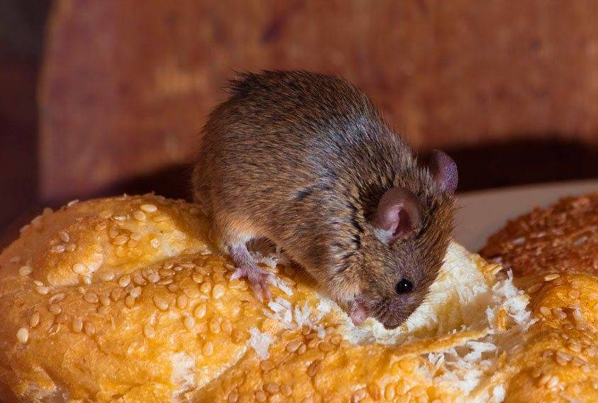 Чем можно заразиться от мышей и крыс? болезни, передающиеся человеку от грызунов