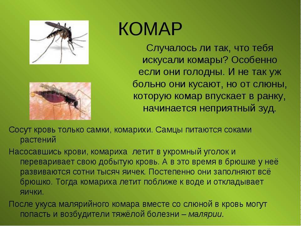 Какие бывают комары