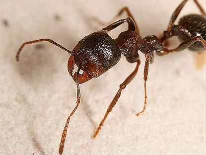 Степные муравьи-жнецы (messor structor) матка + 10-20 рабочих