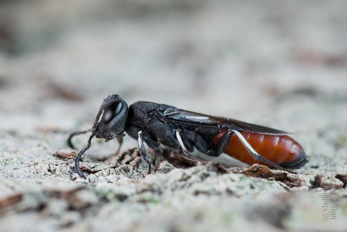 Восковик перевязанный: образ жизни и развитие летнего жука