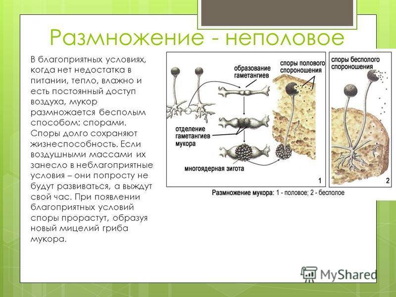 Какой тип питания характерен для мукора изображенного на рисунке обоснуйте свой ответ