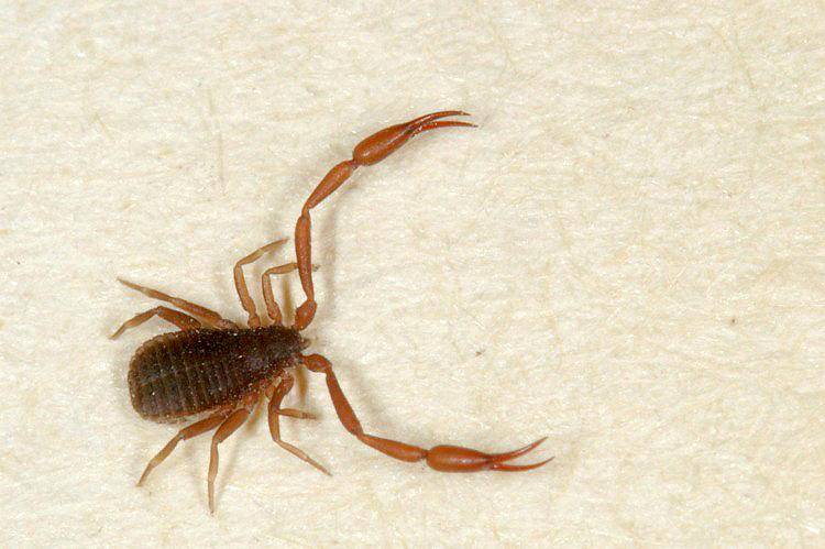 Скорпион – это насекомое или животное? описание и фото :: syl.ru