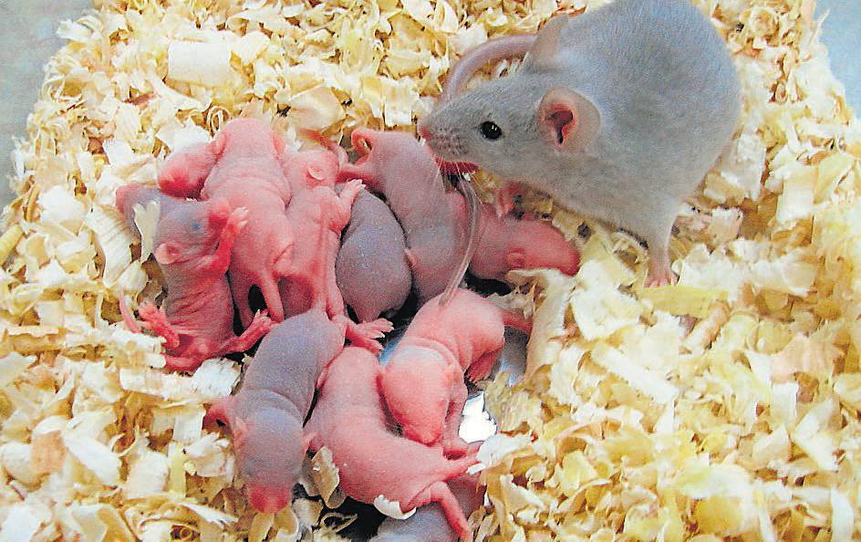 Как ухаживать за новорожденными мышатами: 14 шагов