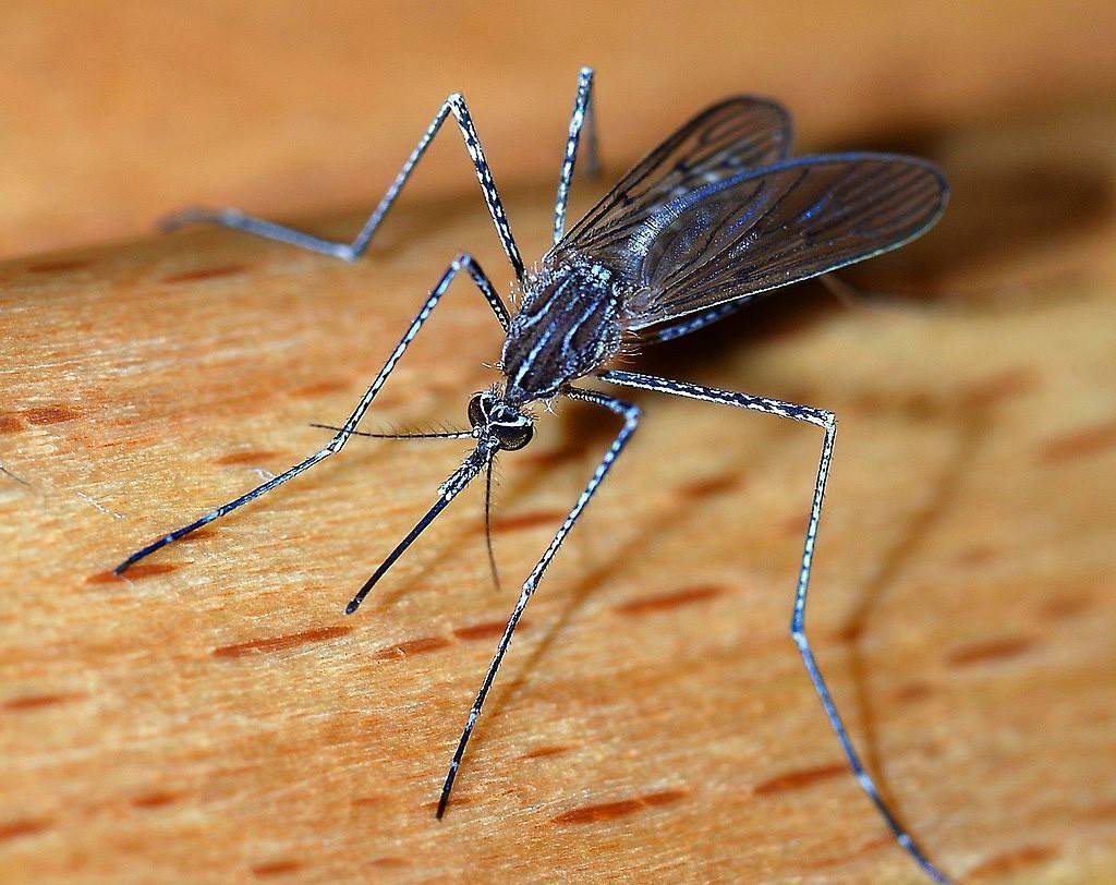 Описание и фото различных видов комаров
