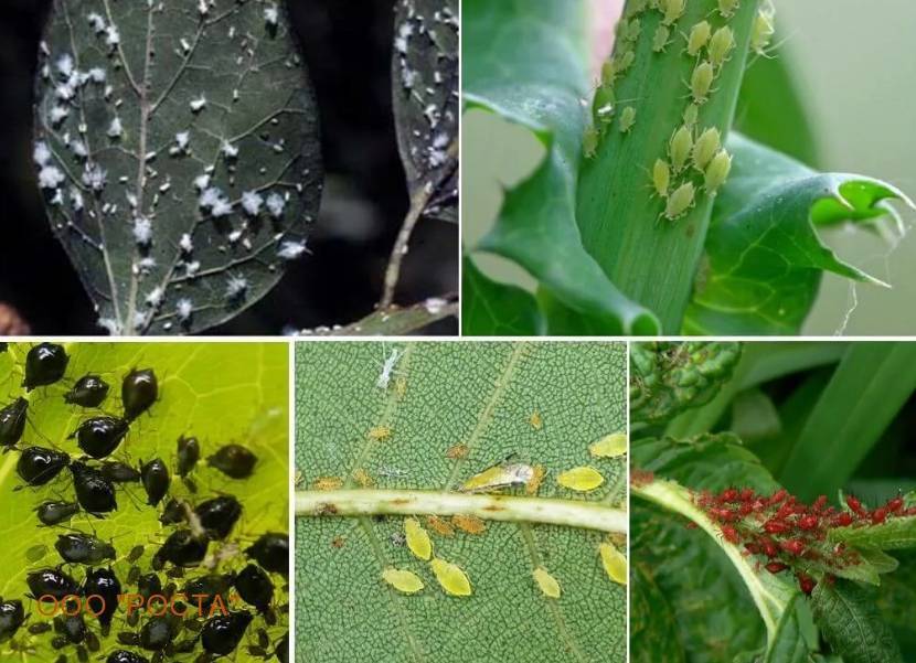 Насекомые-вредители сада и огорода: фото, названия, описание, защита растений эффективными способами