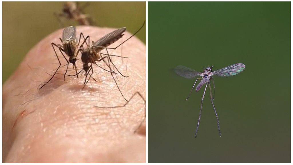 Интересные факты о комарах: что такое писк и почему кусаются только самки – удивительные факты