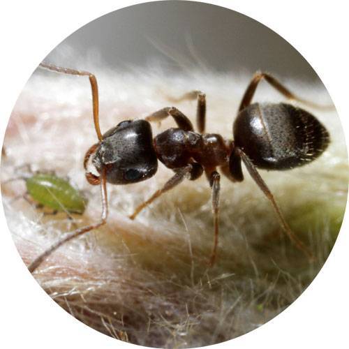 Как избавиться от муравьев на участке - эффективные средства и способы