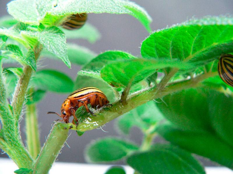 Как выглядит колорадский жук: описание, фото и особенности развития русский фермер