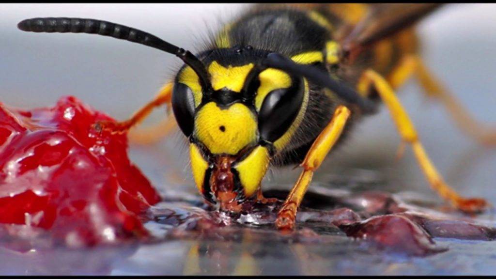 Пчелиные вредители и враги | кто ест пчел, птицы, шершни, осы