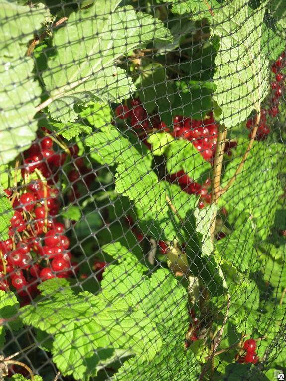 Как выгнать птиц из-под крыши дома: 5 проверенных способов