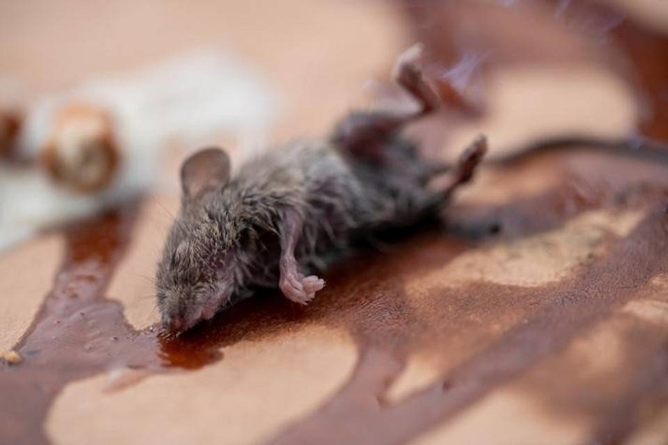 Как навсегда избавиться от мышей на даче: эффективные средства и способы борьбы с мышами, полезные советы