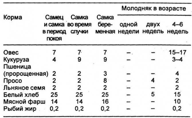 Что едят мыши - в домашних условиях и в дикой природе