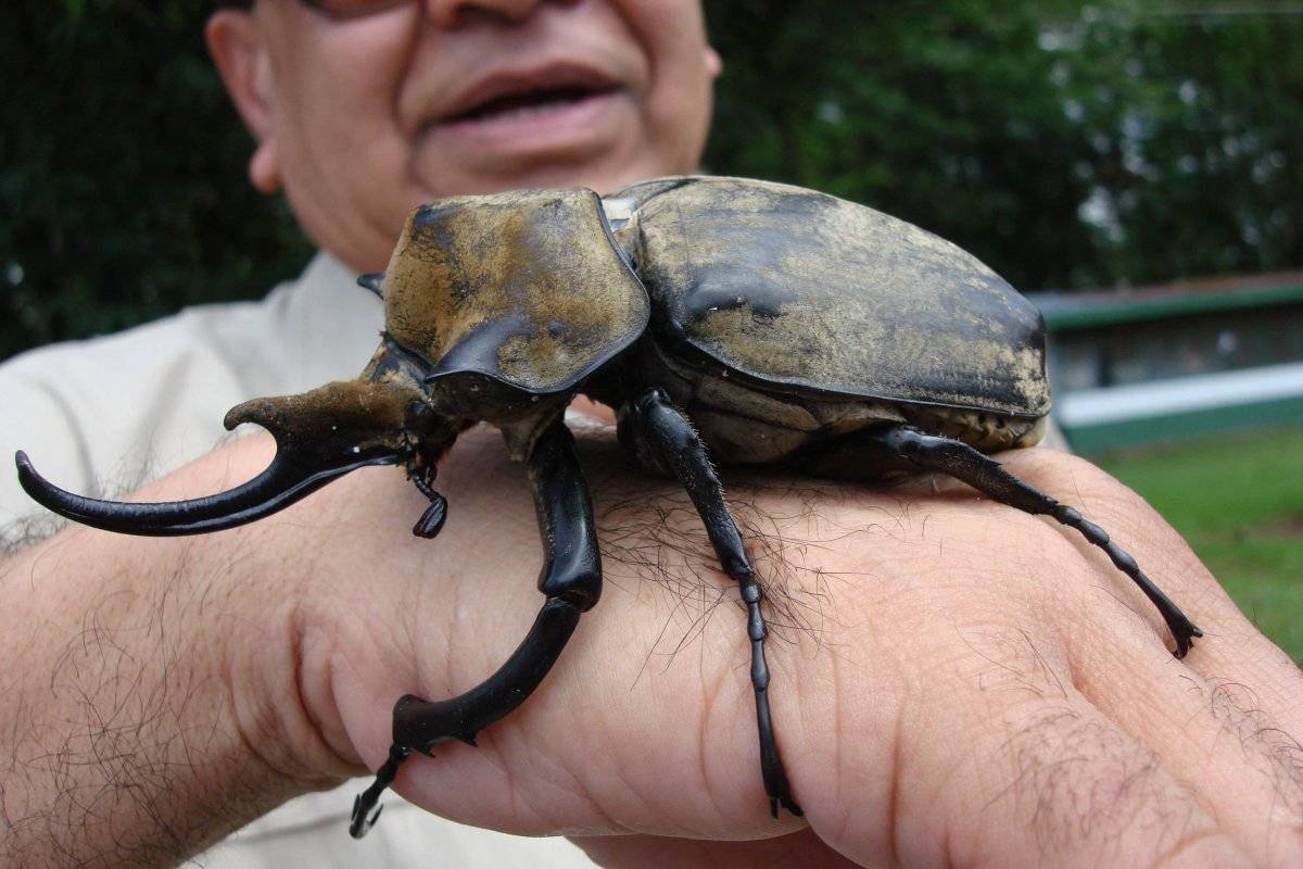 Дровосек-титан - фото и описание, где обитает, длина жука