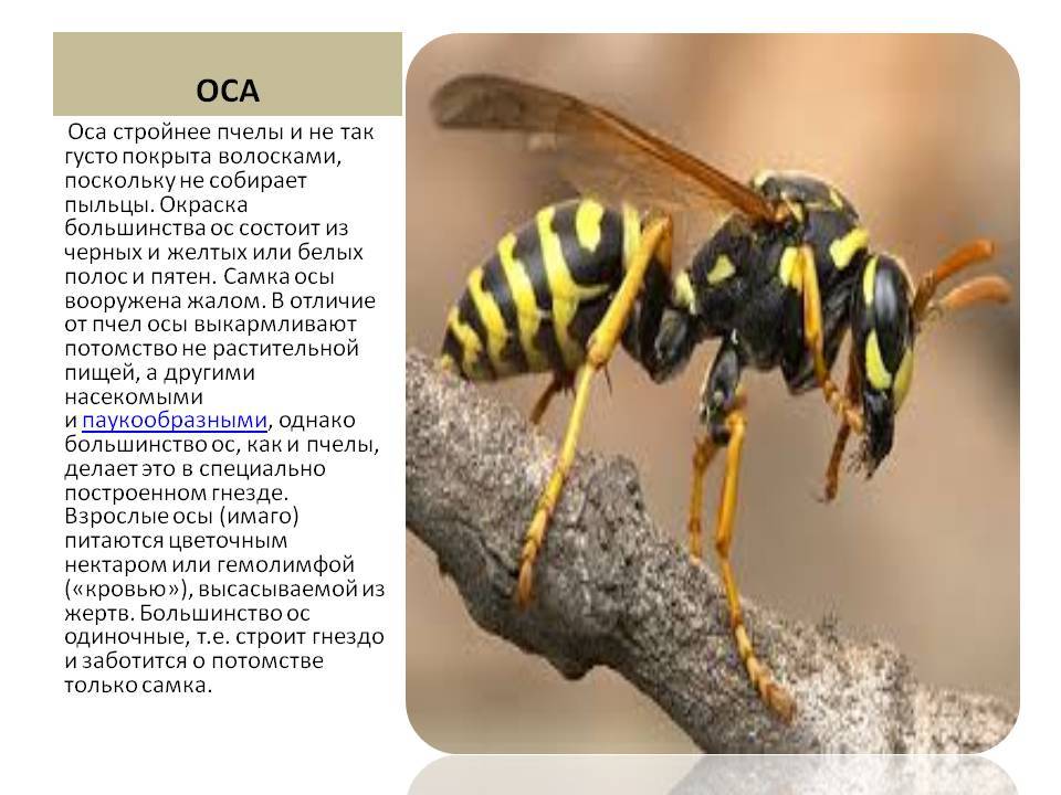 Главные признаки, как отличить осу от пчелы. как отличить пчелу от осы: основные различия