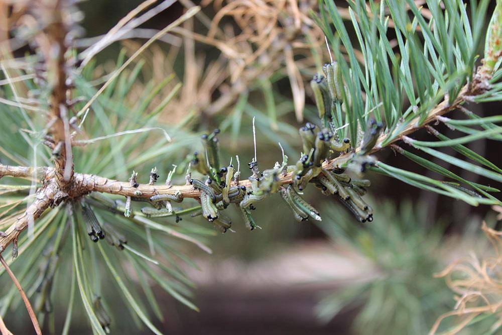 Гусеницы на хвойных деревьях: как бороться народными средствами и препаратами