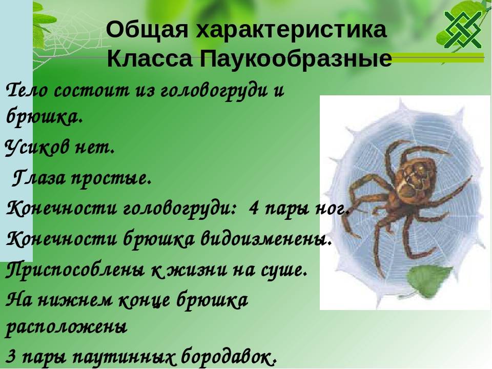 Паукообразные особенности. Отряды паукообразных биология 7 класс. Характеристика паукообразных. Характеристика класса паукообразные. Класс паукообразные общая характеристика.