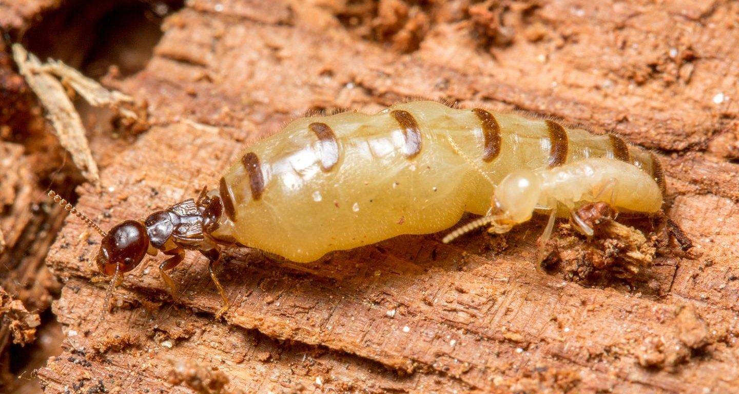 Термитник, термиты и их отличие от муравьев, виды и размеры