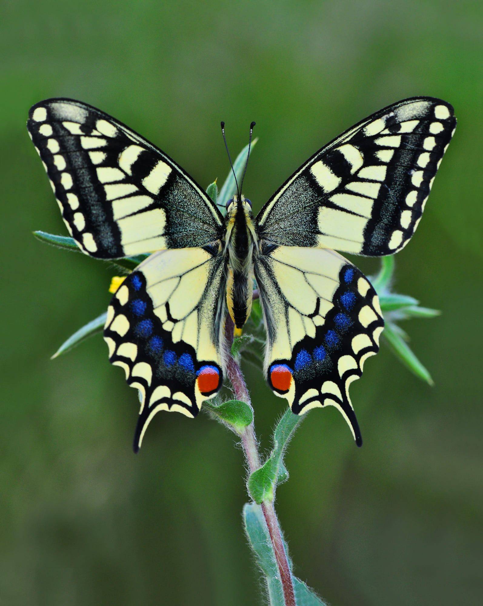 Бабочка махаон: описание, среда обитания, виды