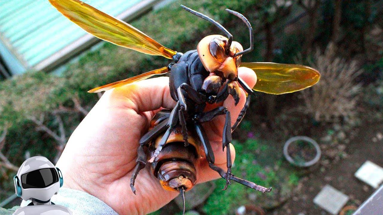 Опасные осы убийцы и безобидные крупные насекомые — разные представители одного вида