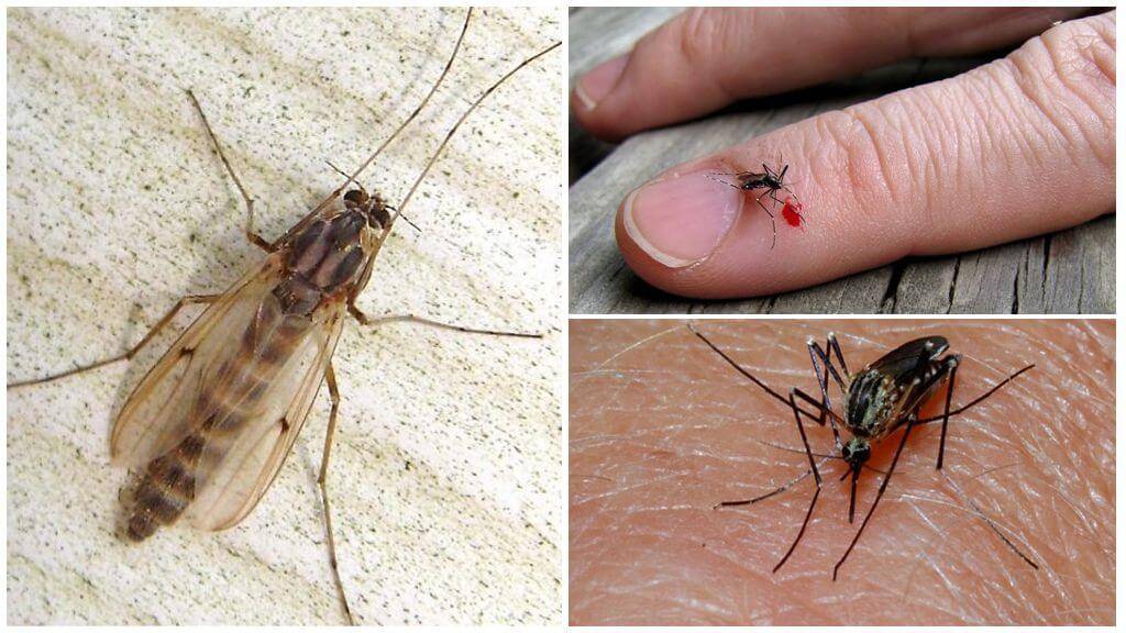 Какие люди больше всего привлекают комаров? причины, фото и видео  - «как и почему»