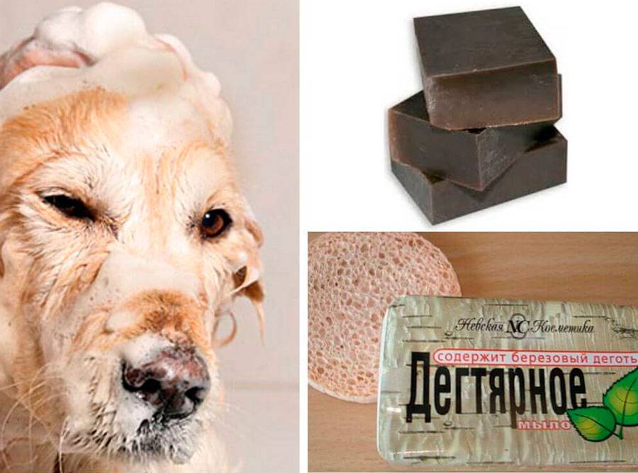 Помогает ли дегтярное мыло от блох у домашних животных