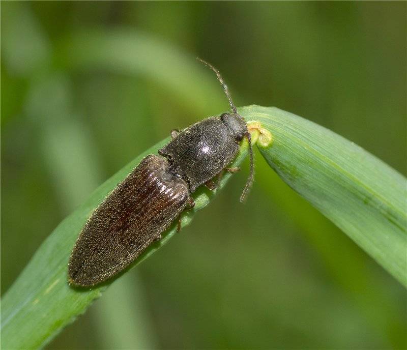 Проволочник в огороде: фото и описание, как бороться с жуком