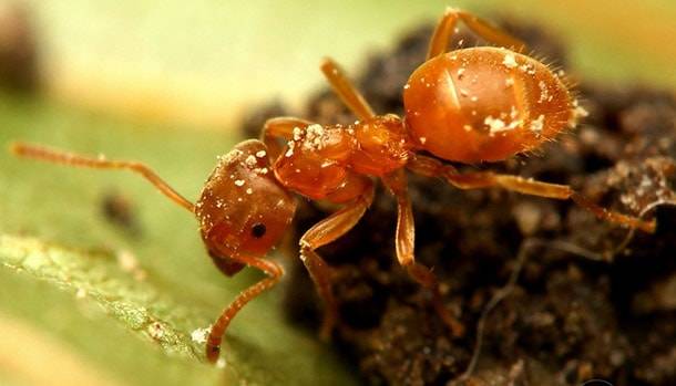 Черный муравей-древоточец (camponotus vagus): вредитель ли он?