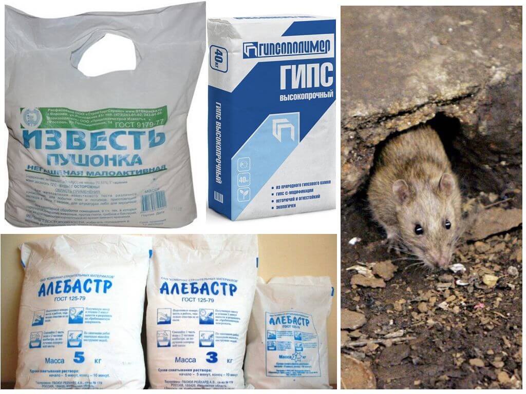 Отрава для мышей в домашних условиях