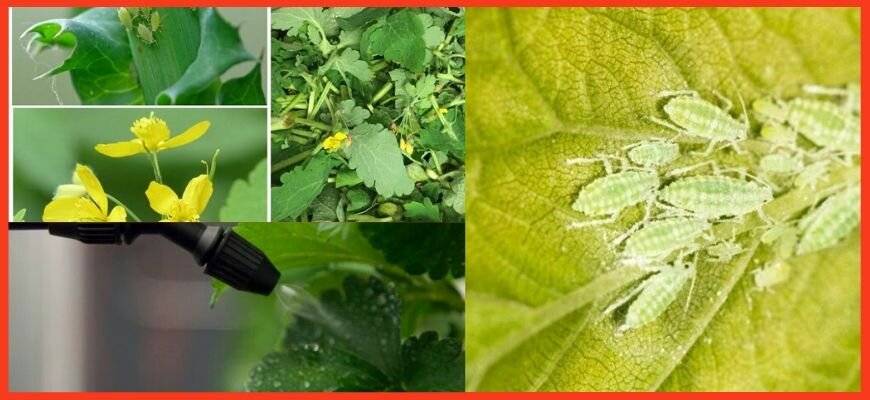 Полезные свойства чистотела: использование в саду и огороде от вредителей